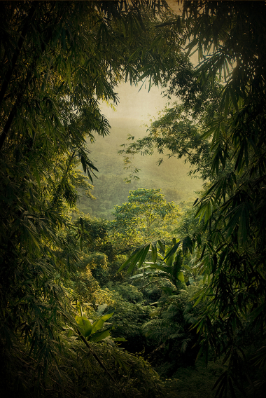 La route de la jungle